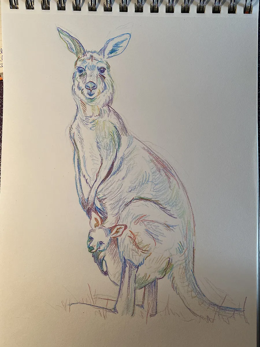 CARNET-OWD-Kangourou-KOSMIK Croquis d'un kangourou avec son petit dans sa poche qui sort sa tête trop mignonne, au crayon arc-en-ciel.